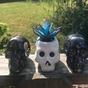 Decor halloween skulls 🎃 💀 👻